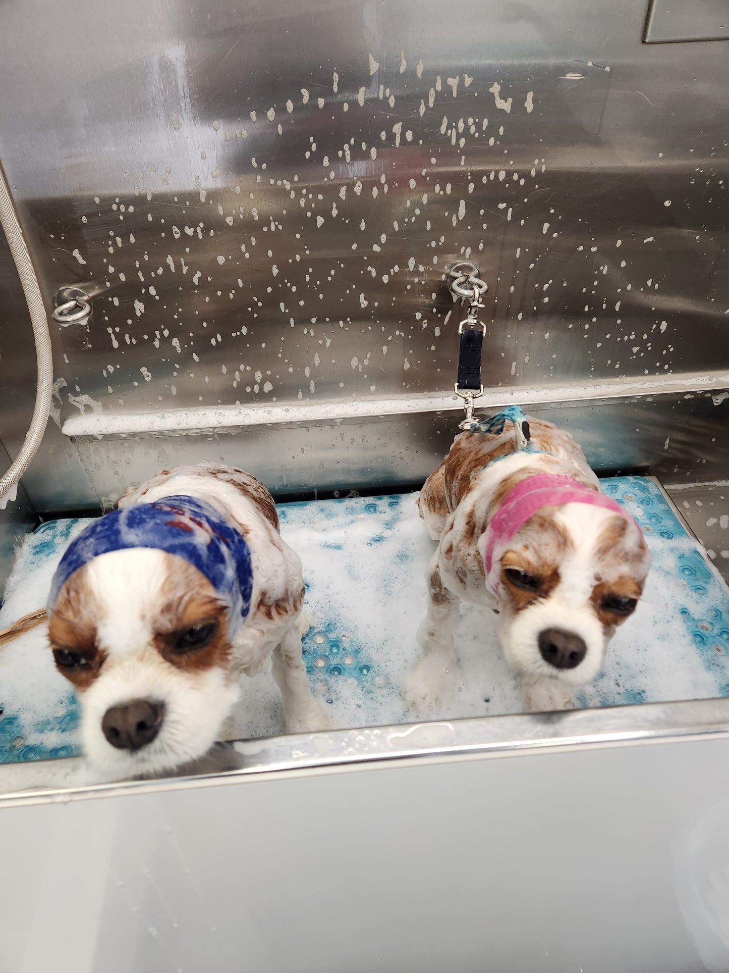 Rocket-Ears Groomers Package